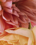 Close-up of soft pink and peach flower petals, highlighting delicate textures and natural curves in a dreamy macro composition